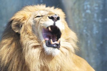 強そうな雄たけびをあげているライオンの画像