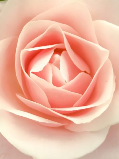 ピンク色の妖艶な薔薇の写真