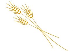 パンの原料となる麦の画像